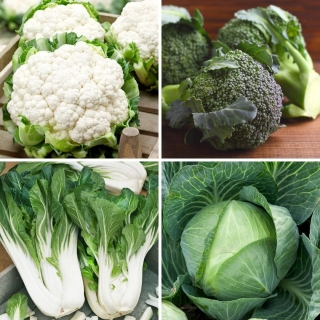 Légumes choux - graines de quatre variétés - 