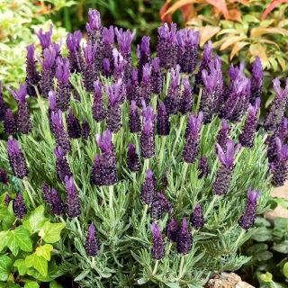 Lavender Perancis, benih Lavender Sepanyol - Lavandula stoechas - 37 biji