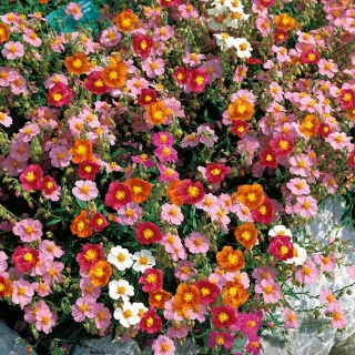 Sun Rose Ben Ledi gemengde zaden - Helianthemum sp. - 350 zaden