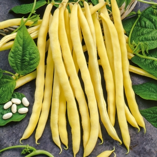 Žluté vsazené francouzské fazole Neckargold - 500 gramů - 