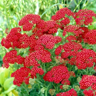 Gemeine Schafgarbe "Red Velvet" - leuchtend rote Blüten - XL-Packung - 50 Stk