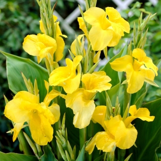 Canna lily amarelo - pacote XL - 50 unid.