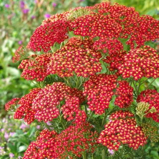 Common Yarrow - Rainbow Sparkling Contrast - Red with Yellow Centre - GIGA Pack! - 50 pcs.
