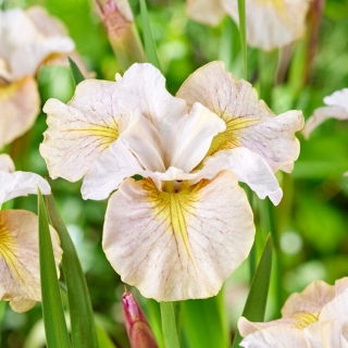 Sibirisk iris - Citronslöja