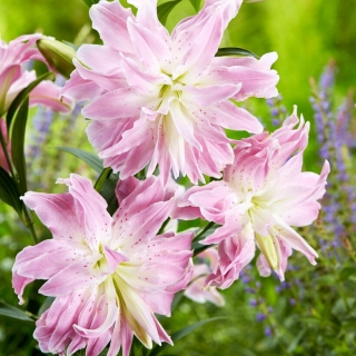 Lily - Lotus Elegance - orientale, a fiore doppio