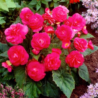 Többvirágú begónia - Multiflora Maxima - rózsaszín virágok - 2 db.