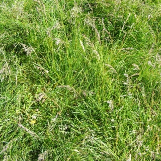 Hög grässvingel Starlett - 5 kg - 