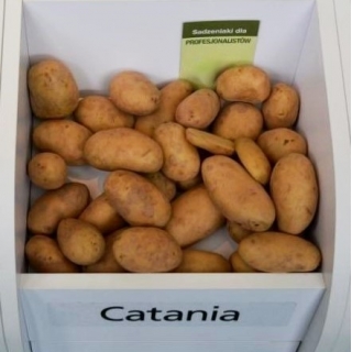 Siemenperunat - Catania - erittäin varhainen lajike - 12 kpl - 