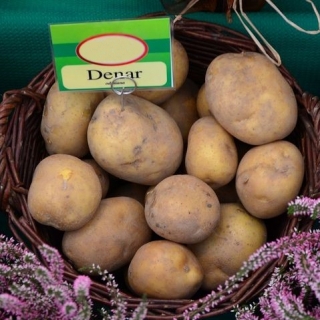 Sėklinės bulvės - Denaras - labai ankstyva veislė - 12 vnt - 
