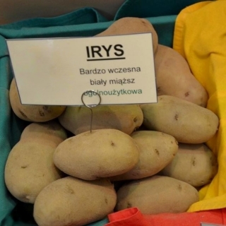 Patatas de siembra - Irys - variedad muy precoz - 12 uds. - 