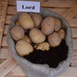 Pommes de terre de semence - Lord - variété très précoce - 12 pcs - 