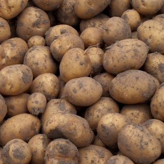 Seed potatoes - Gala - early variety - 12 pcs