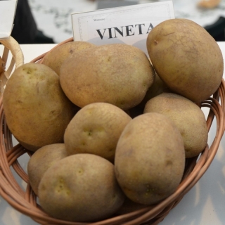 Læggekartofler - Vineta - tidlig sort - 12 stk - 