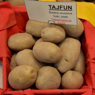 Sadbové zemiaky - Tajfun - stredne skorá odroda - 12 ks - 