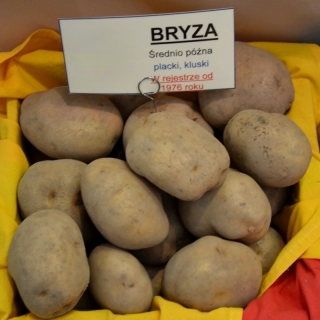 Sėklinės bulvės - Bryza - vidutinio vėlyvumo veislė - 12 vnt - 