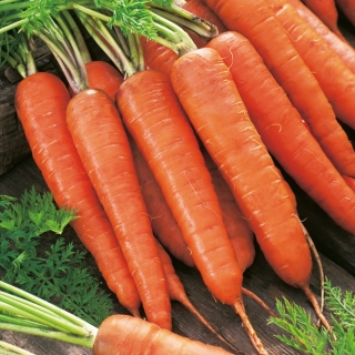 Carrot Rote Riesen 2 - neskorá odroda - 