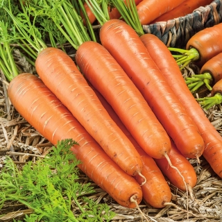 Cenoura Long Red Stumps - variedade tardia - 