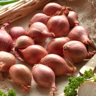 Shallot onion Conservor