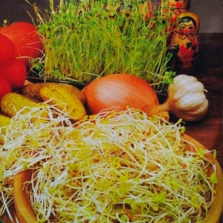 Sprouting frön - ryska mix + GRATIS liten sprouter! - 
