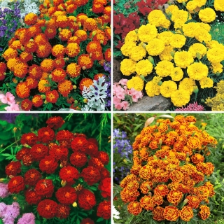 Marigold seeds - selection of 4 varieties