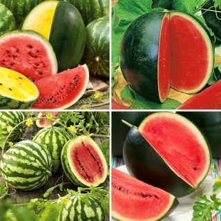 Wassermelonenkerne - Auswahl von 4 Sorten - 