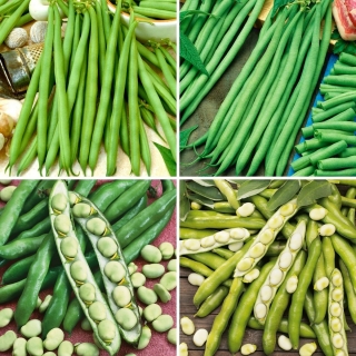 Broad bean and French bean seeds - selection of 4 varieties
