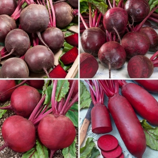 Red beet seeds - selection of 4 varieties