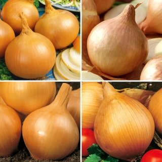 Onion seeds - selection of 4 varieties