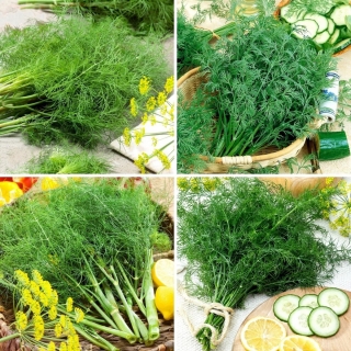 Dill seeds - selection of 4 varieties
