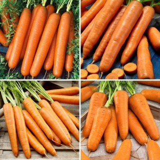 Semințe de morcov - selecție de 4 soiuri - 