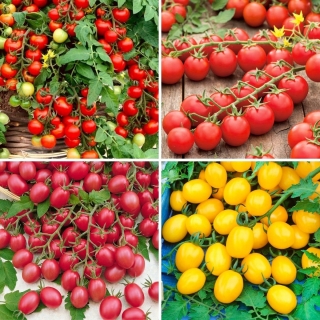Семена на чери домати - селекция от 4 сорта - 
