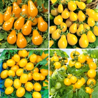 Gule tomatfrø - udvalg af 4 varianter - 