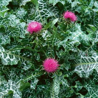 Pegasti badelj - Medonosna rastlina - 1 kg semena (Silybum marianum)