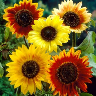 Dekoratīvā saulespuķe - Rudens skaistums - 100 g - 
