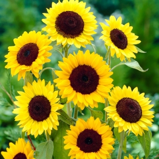 Ornamental sunflower - Henry Wilde - 1 kg
