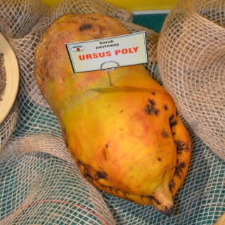Beterraba forrageira 'Ursus Poly' - amarela - 1 kg de sementes (Beta vulgaris)