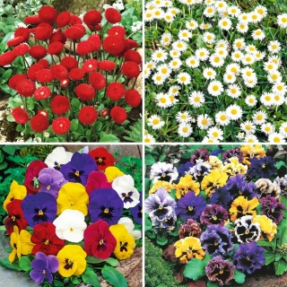 Daisy and pansy seeds - selection of 4 varieties
