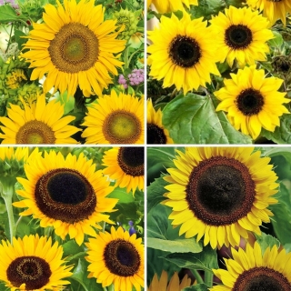 Sunflower seeds - selection of 4 varieties
