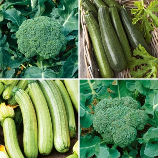 Semena brokolija in bučk (bučk) - izbor 4 vrst - 