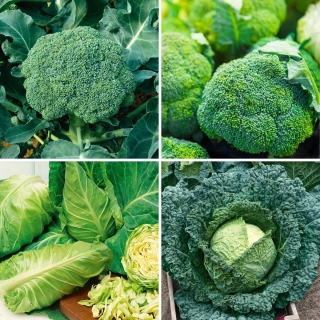 Sementes de brócolis e repolho - seleção de 4 variedades - 