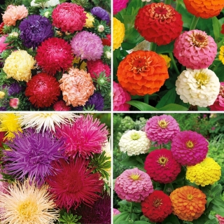 Zinnia and aster seeds - selection of 4 varieties