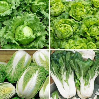 Kopūstų ir salotų sėklos – 4 veislių pasirinkimas - 