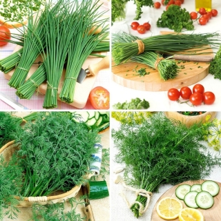 Dill and chives seeds - selection of 4 varieties