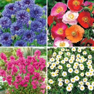 Semillas de flores de pradera - selección de 4 variedades - 