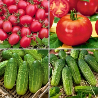 Tomat- og agurkfrø - utvalg av 4 varianter - 