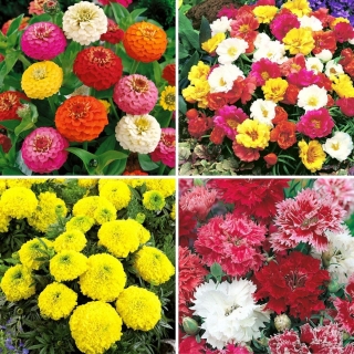 Dobbelt blomsterplantefrø - udvalg af 4 sorter - 