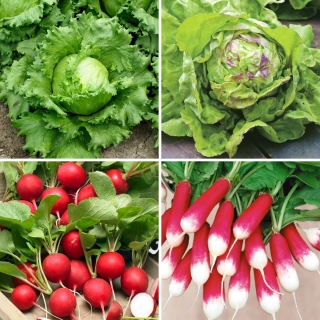 Reddik og salatfrø - utvalg av 4 varianter - 