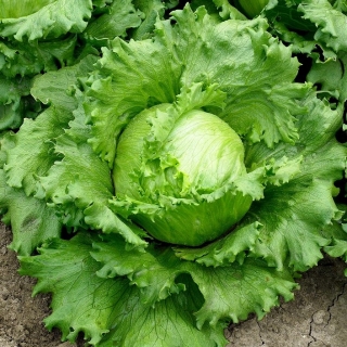 Retiisin ja salaatin siemenet - valikoima 4 lajiketta - 