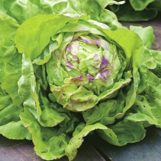Radise og salatfrø - udvalg af 4 varianter - 