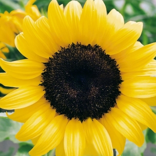 Augsta vienziedu dekoratīvā saulespuķe - 